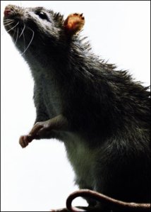 SNF0414RAT_280_429662a